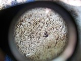 Sarcodon underwoodii image