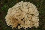 Tremellodendron pallidum image