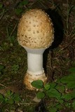 Amanita velatipes image