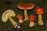 Amanita parcivolvata image