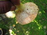 Russula mutabilis image