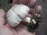 Agaricus pocillator image