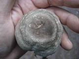 Agaricus pocillator image