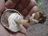 Agaricus pocillator image