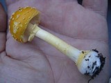 Amanita frostiana image