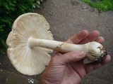 Amanita velatipes image