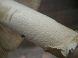 Amanita velatipes image