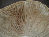 Amanita velatipes image