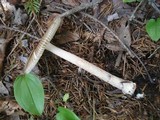Amanita sect. Vaginatae image