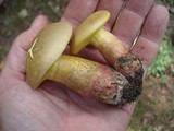 Baorangia bicolor image