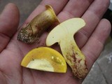 Baorangia bicolor image