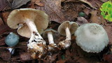 Clitocybe odora image