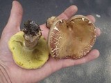 Boletus variipes image