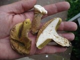 Boletus variipes image