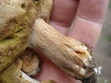 Boletus variipes image