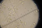 Cantharellus septentrionalis image