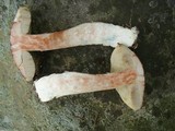 Leccinum snellii image