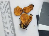 Tapinella panuoides image