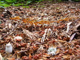 Leucocoprinus cepistipes image