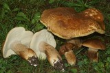 Boletus variipes image