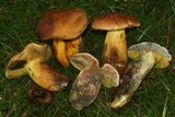 Lanmaoa pseudosensibilis image
