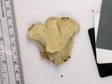 Tyromyces chioneus image