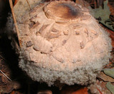 Chlorophyllum rachodes image