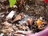 Leucocoprinus cepistipes image