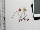Marasmius pulcherripes image
