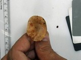 Lactarius imperceptus image
