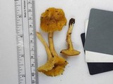 Cantharellus appalachiensis image
