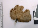 Polyporus leptocephalus image