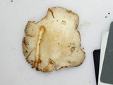 Amanita whetstoneae image