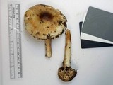 Amanita brunnescens image