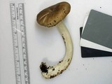 Megacollybia rodmani image