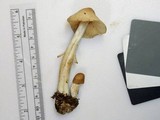 Marasmius nigrodiscus image