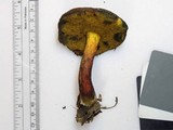 Boletellus pseudochrysenteroides image