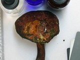 Boletellus pseudochrysenteroides image