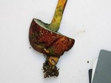 Boletellus pseudochrysenteroides image