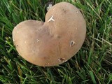 Tylopilus rubrobrunneus image