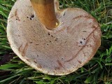 Tylopilus rubrobrunneus image