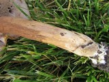 Tylopilus rubrobrunneus image
