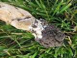 Tylopilus rubrobrunneus image