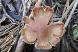 Gymnopus luxurians image