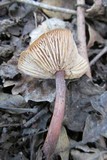 Gymnopus luxurians image