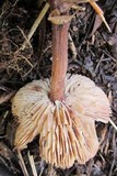 Gymnopus luxurians image