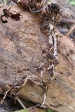 Gymnopus luxurians image