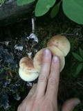 Rhodocollybia maculata image