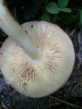 Rhodocollybia maculata image