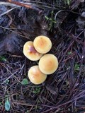 Hypholoma capnoides image